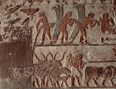 Papyrus oogsten en een groep koeien, Oude Koninkrijk door Egyptian 5th Dynasty