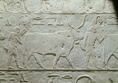 Herder die een stier leidt, detail uit de Mastaba van Akhethotep, uit Saqqara, Oude Koninkrijk, c.2500 v.Chr. (beschilderd kalksteen) door Egyptian 5th Dynasty