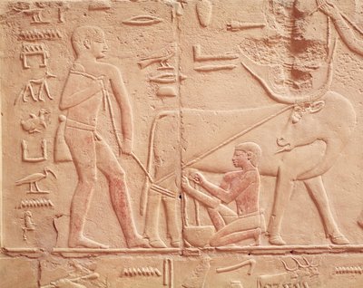Reliëf van een man die een koe melkt, uit de Mastaba van Kagemni, Oude Rijk door Egyptian 6th Dynasty