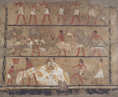 Scènes van veeteelt, slacht, dragers van offers en offerande, Graf van Iti en Neferu door Egyptian 6th Dynasty
