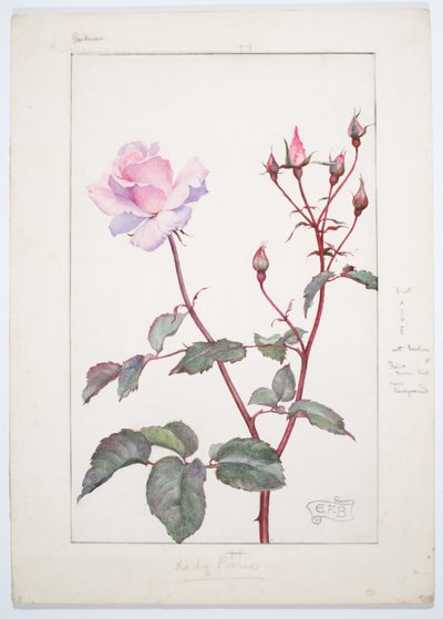Lady Pirrie Rose, ca. 1909 (Aquarel en grafiet op board) door Eleanor Fortescue-Brickdale