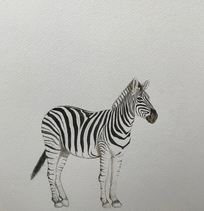 Zebra, 2018 (aquarelpotlood en verf) door Eleanor Grafton