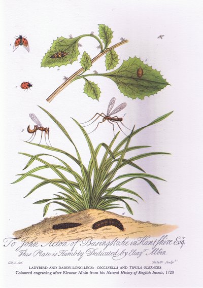 Lieveheersbeestje en vader lange poten: Coccinella en Tipula Oleracea (kleur litho) door Eleazar (after) Albin