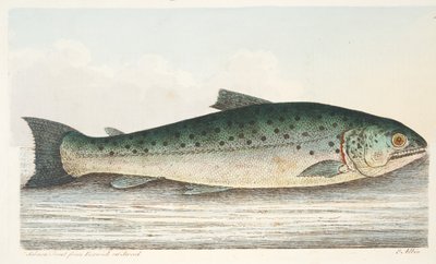 Zalmforel uit Berwick on Tweed, uit Een Verhandeling over Vissen en Visvijvers, uitgegeven 1832 door Eleazar Albin
