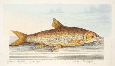 De Barbelen, uit Een Verhandeling over Vissen en Visvijvers, uitgegeven 1832 door Eleazar Albin