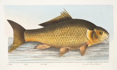 De Karper, uit Een Verhandeling over Vissen en Visvijvers, uitgegeven 1832 door Eleazar Albin