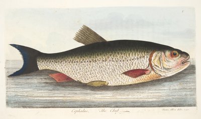 De Kopvoorn, uit Een Verhandeling over Vissen en Visvijvers, uitgegeven 1832 door Eleazar Albin