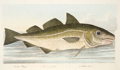 De Kabeljauw, uit Een Verhandeling over Vissen en Visvijvers, uitgegeven 1832 door Eleazar Albin