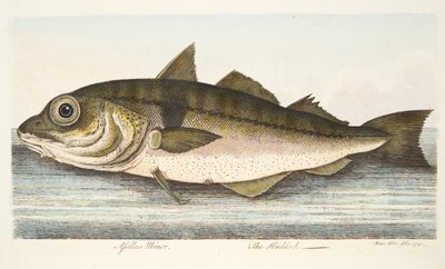 De Schelvis, uit Een Verhandeling over Vissen en Visvijvers, uitgegeven 1832 door Eleazar Albin