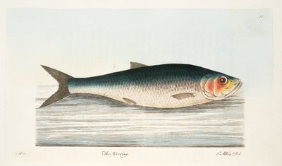 De Haring, uit Een Verhandeling over Vissen en Visvijvers, uitgegeven 1832 door Eleazar Albin