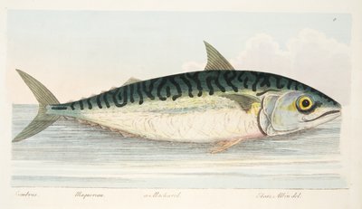 De Makreel, uit Een Verhandeling over Vissen en Visvijvers, uitgegeven 1832 door Eleazar Albin