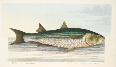 De Zeebarbeel, uit Een Verhandeling over Vissen en Visvijvers, uitgegeven 1832 door Eleazar Albin