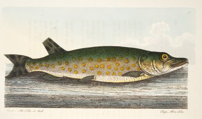 De Snoek, uit Een Verhandeling over Vissen en Visvijvers, uitgegeven 1832 door Eleazar Albin