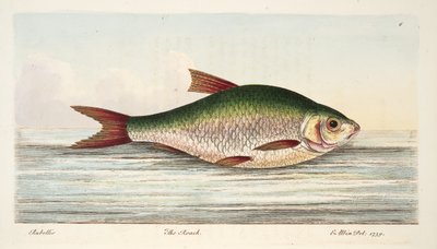 De Voornt, uit Een Verhandeling over Vissen en Visvijvers, uitgegeven 1832 door Eleazar Albin