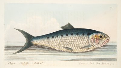 De Elft, uit Een Verhandeling over Vissen en Visvijvers, uitgegeven 1832 door Eleazar Albin