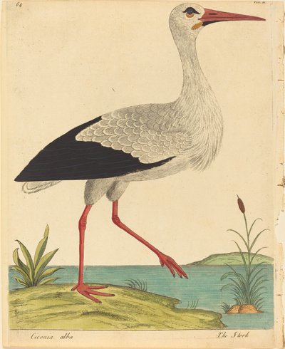 De Ooievaar Ciconia Alba, gepubliceerd 1731-1738 door Eleazar Albin