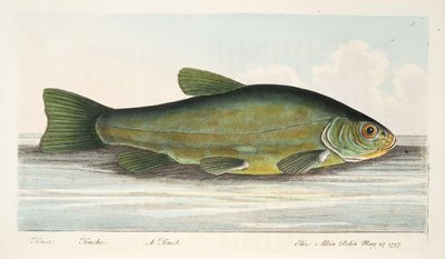 De Zeelt, uit Een Verhandeling over Vissen en Visvijvers, uitgegeven 1832 door Eleazar Albin