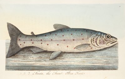De Forel, uit Een Verhandeling over Vissen en Visvijvers, uitgegeven 1832 door Eleazar Albin