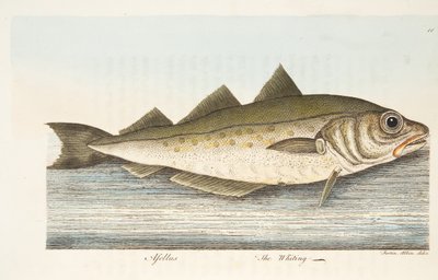 De Wijting, uit Een Verhandeling over Vissen en Visvijvers, uitgegeven 1832 door Eleazar Albin