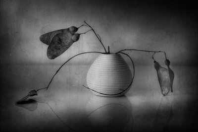 Minimalistisch botanisch stilleven door Elena Arjona
