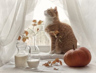 Gezellige herfstkat in het raam door Eleonora Grigorjeva