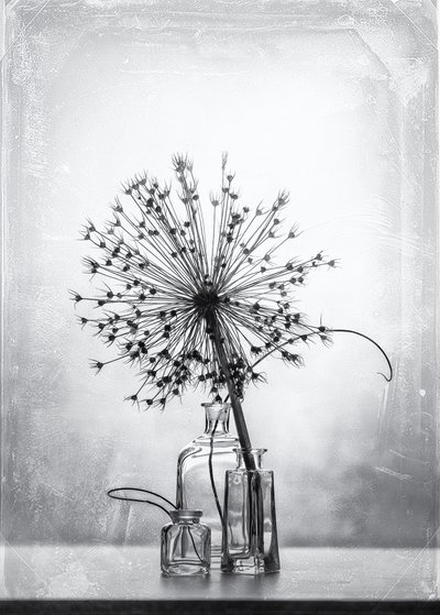 Monochrome botanische studie door Eleonora Grigorjeva