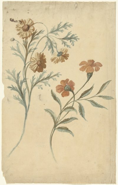 Bloemstudie van een rode en een bruine bloem door Elias van Nijmegen