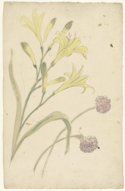 Bloemstudies van een gele lelie en een bloeiende ui door Elias van Nijmegen