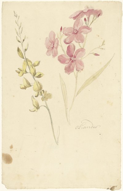 Oleander en brem door Elias van Nijmegen