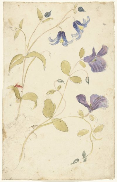 Studies van paarse en blauwe bloemen door Elias van Nijmegen