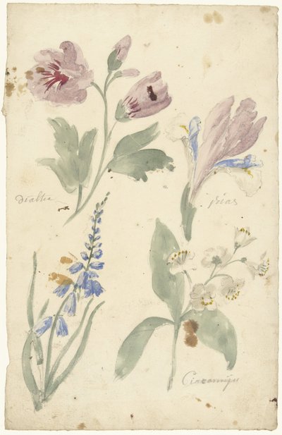 Studies van bloemen waaronder een iris door Elias van Nijmegen