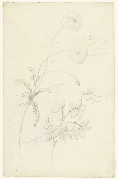 Studies van papaver en jasmijn door Elias van Nijmegen