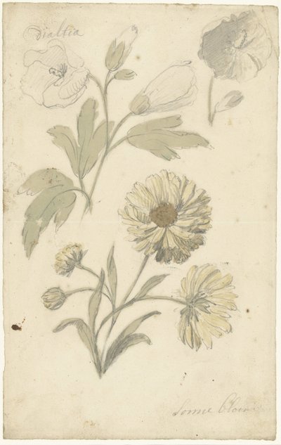 Studies van zonnebloemen en dialtia door Elias van Nijmegen