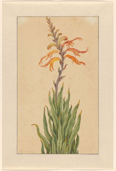 Crocosmia (Montbretia) door Elias van den Broeck (signed by artist)