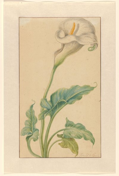 Witte aronskelk door Elias van den Broeck (signed by artist)