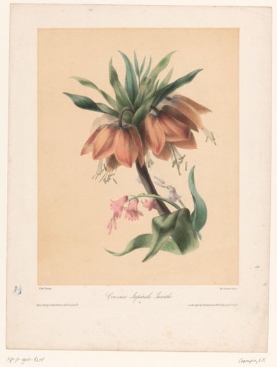 Keizerskroon en Hyacint door Elisa Honorine Champin