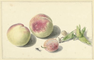 Perziken, noten, een pruim en een vlieg door Elisabeth Geertruida van de Kasteele
