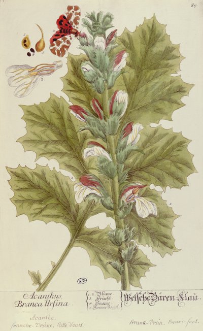 Acanthus Branca Ursina, uit A Curious Herbal, gepubliceerd in Neurenberg in 1757 door Elizabeth Blackwell