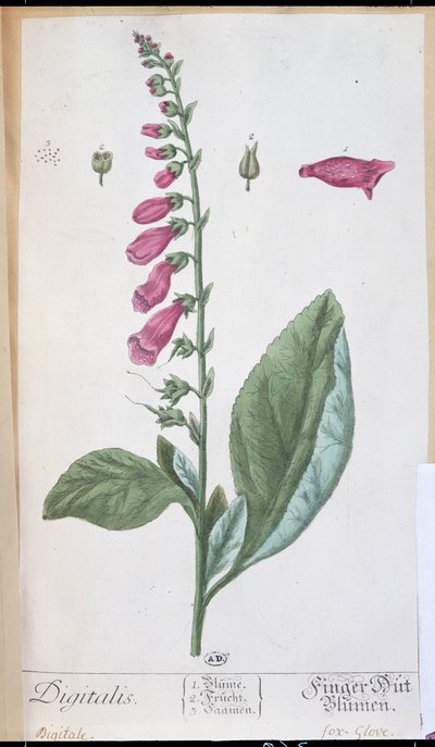 Digitalis purpurea, uit 