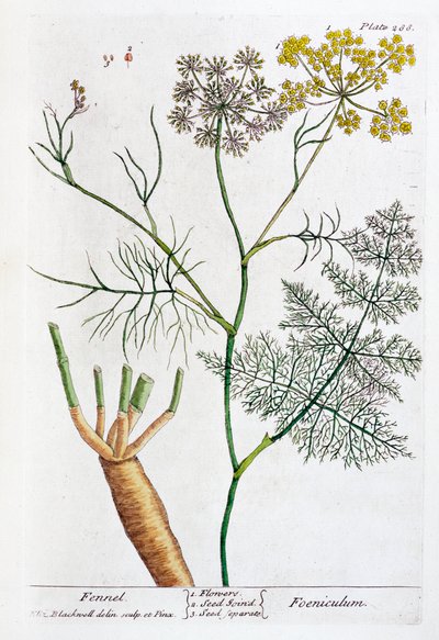 Venkel door Elizabeth Blackwell