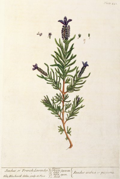 Franse Lavendel, plaat 241 uit 