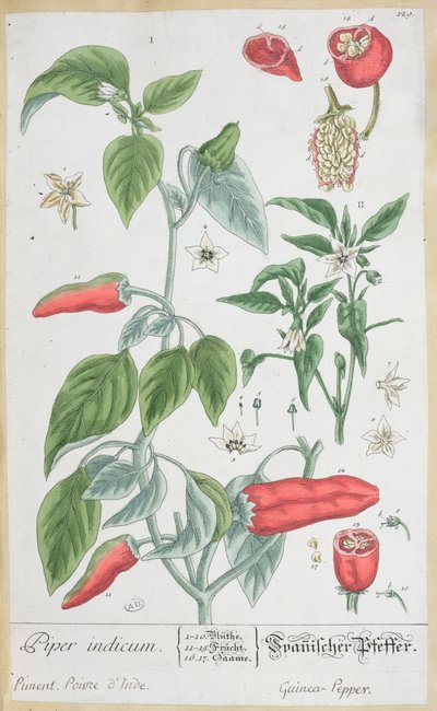 Guinea Peper (Piper Indicum) plaat 129 uit de Duitse editie van 