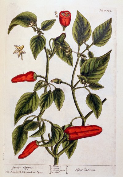 Guinea peper, plaat 129 uit 