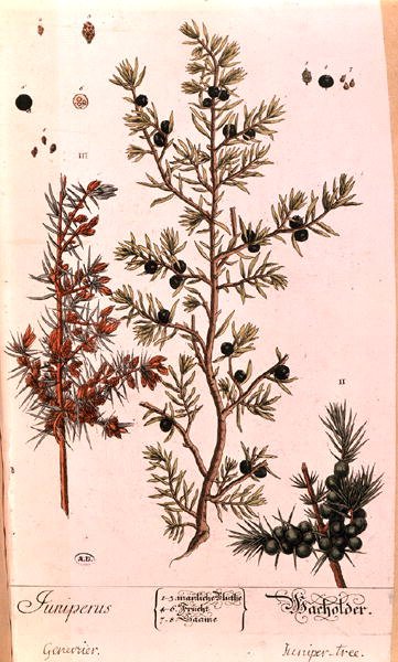 Jeneverbes (Juniperus) plaat uit de Duitse editie van 