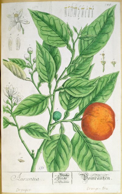 Oranje tak met fruit, uit 