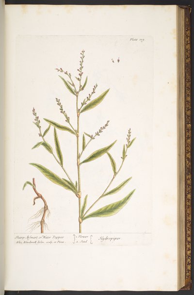 Plate 119, Sharp Arsmart, of Water Pepper, uit 
