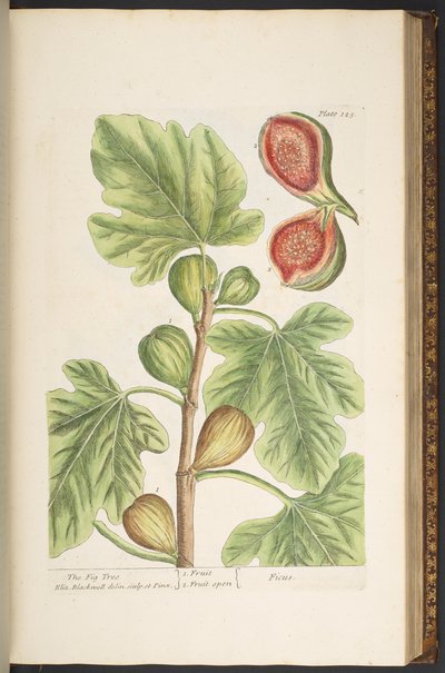 Plaat 125, De Vijgenboom, uit 