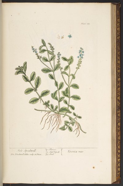 Plate 143, uit 