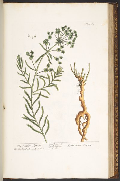 Plate 163, uit 