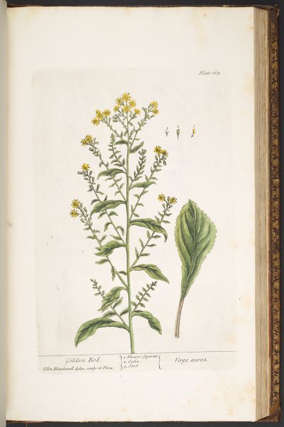Plaat 169, Guldenroede, uit 